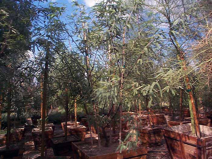 Prosopis phoenix